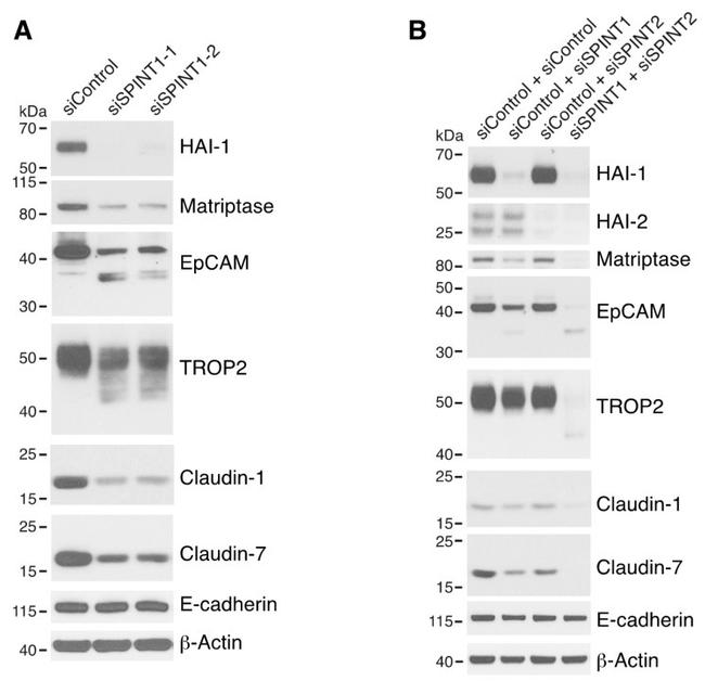 Claudin 7 Antibody in Western Blot (WB)