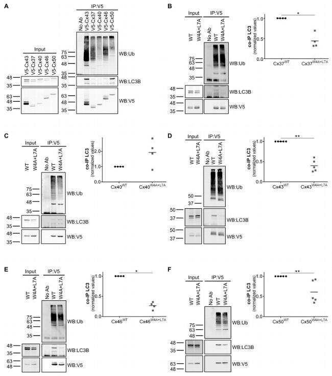 LC3B Antibody in Western Blot (WB)