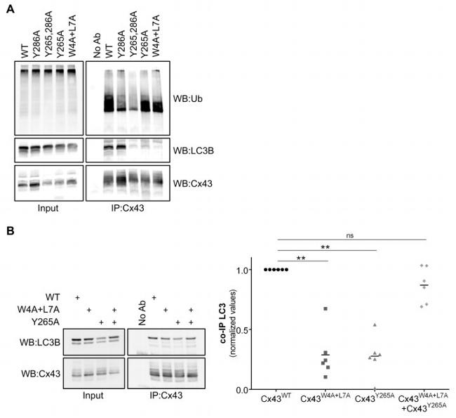 LC3B Antibody in Western Blot (WB)