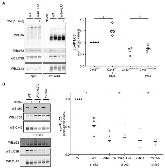 LC3B Antibody in Western Blot (WB)