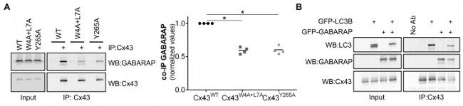 LC3B Antibody in Western Blot (WB)