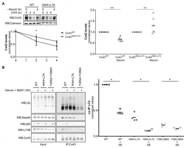 LC3B Antibody in Western Blot (WB)