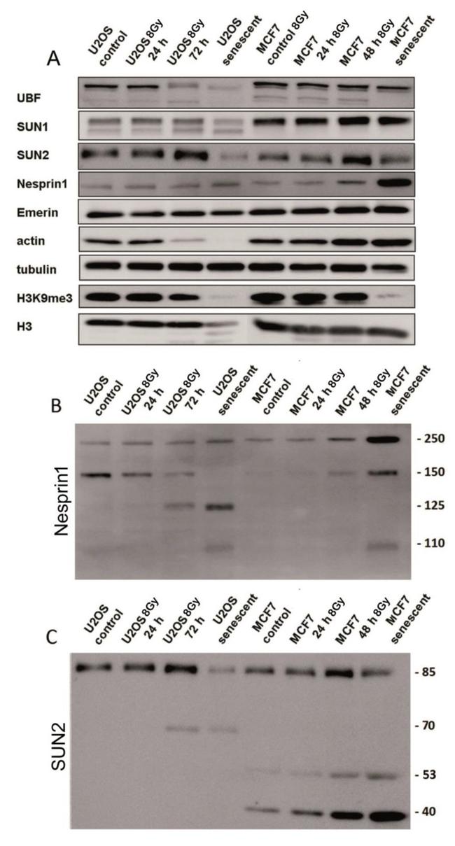 Nesprin 1 Antibody in Western Blot (WB)