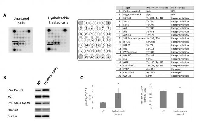 Phospho-PRAS40 (Thr246) Antibody in Western Blot (WB)