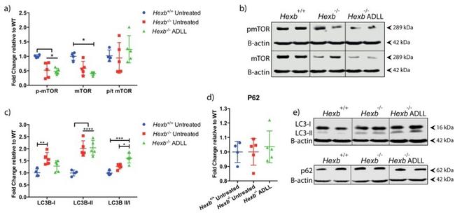 beta Actin Antibody in Western Blot (WB)