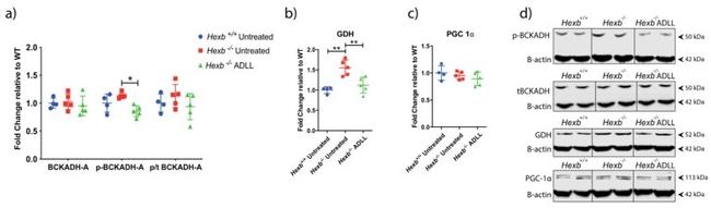 beta Actin Antibody in Western Blot (WB)