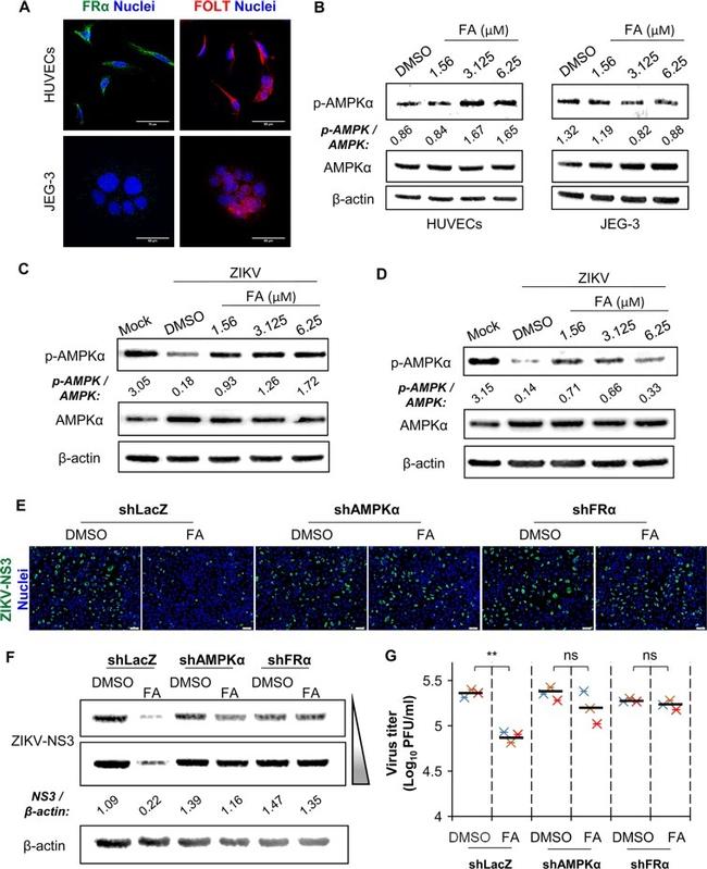 Folate Receptor alpha Antibody in Immunocytochemistry (ICC/IF)