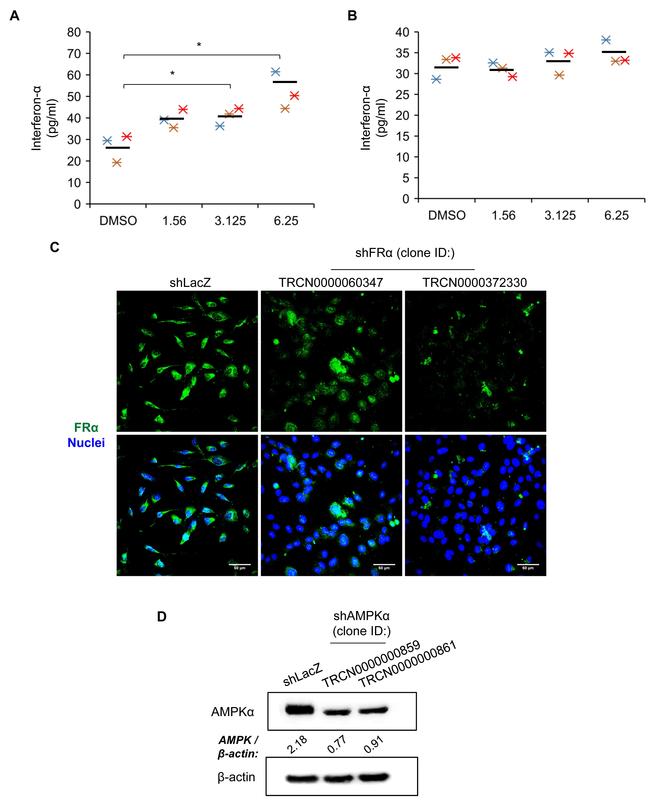 Folate Receptor alpha Antibody in Immunocytochemistry (ICC/IF)