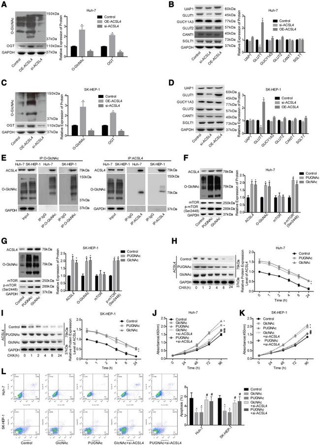 O-linked N-acetylglucosamine (O-GlcNAc) Antibody in Western Blot (WB)