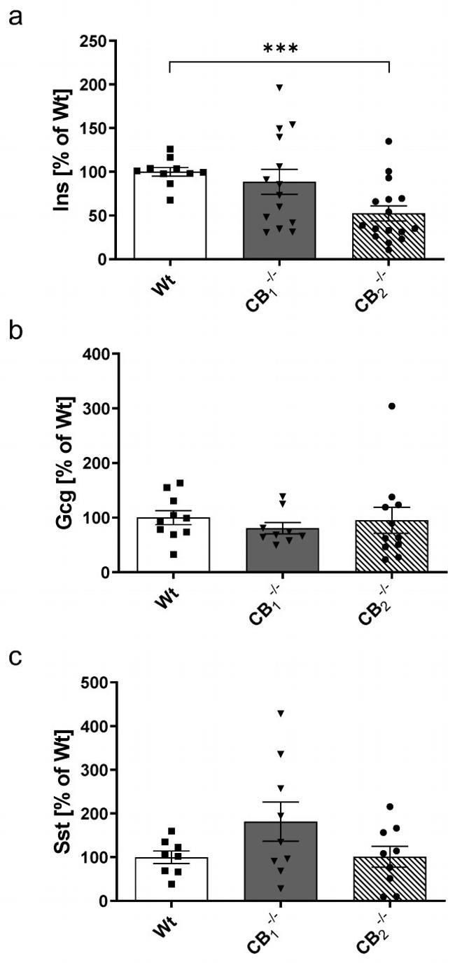 Glucagon Antibody in Western Blot (WB)