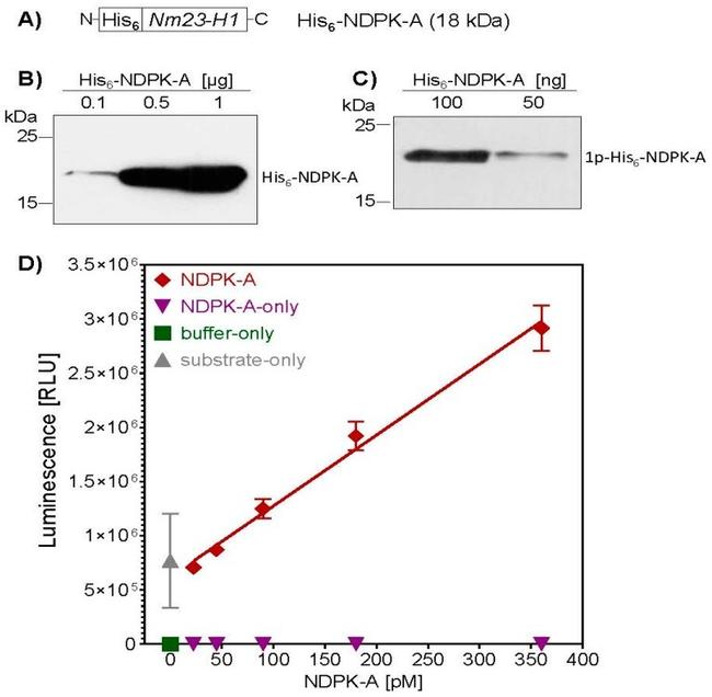 6x-His Tag Antibody in Western Blot (WB)