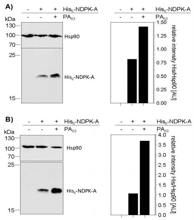 6x-His Tag Antibody in Western Blot (WB)