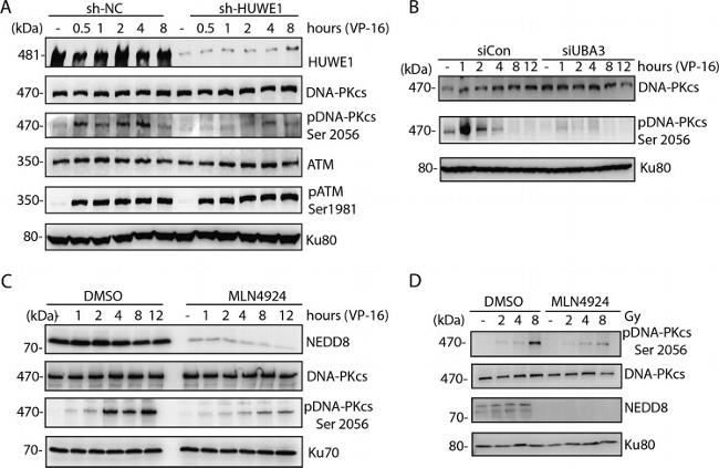 DNA-PK Antibody in Western Blot (WB)