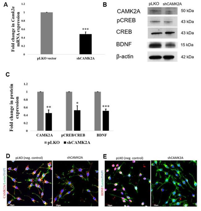 CaMKII alpha Antibody in Western Blot, Immunocytochemistry (WB, ICC/IF)