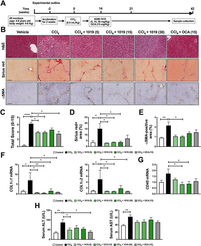 P2X7 Antibody in Immunohistochemistry (IHC)