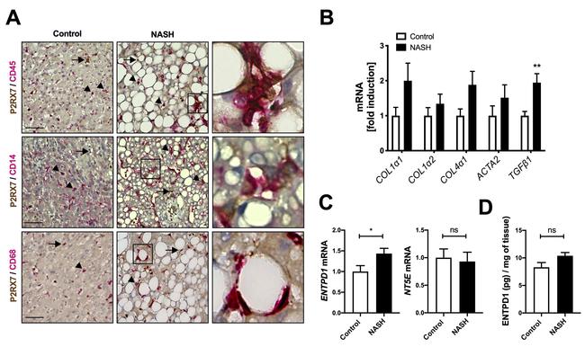 P2X7 Antibody in Immunohistochemistry (IHC)