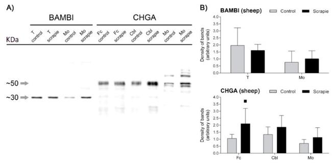 BAMBI Antibody in Immunohistochemistry (IHC)