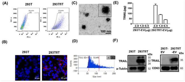 CD63 Antibody in Western Blot (WB)