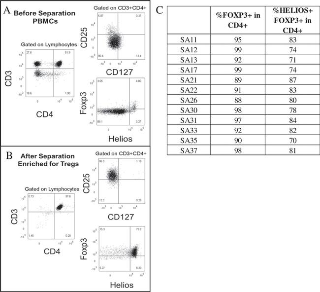 FOXP3 Antibody in Flow Cytometry (Flow)