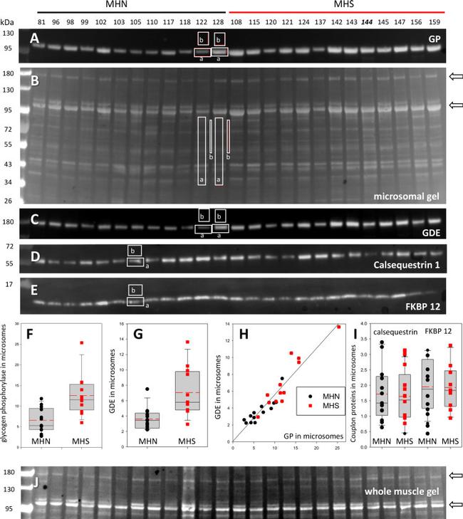 Calsequestrin Antibody in Western Blot (WB)