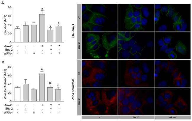 Annexin A1 Antibody in Immunocytochemistry (ICC/IF)