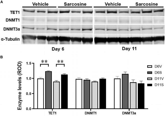 TET1 Antibody in Western Blot (WB)