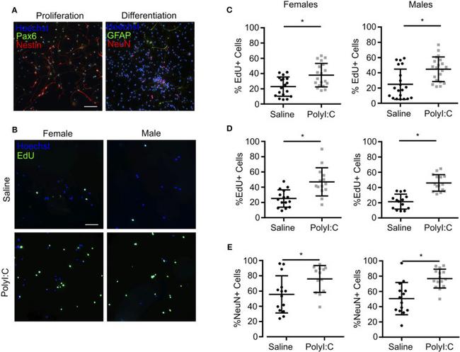 PAX6 Antibody in Immunohistochemistry (IHC)