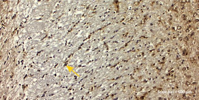 IBA1 Antibody in Immunohistochemistry (IHC)