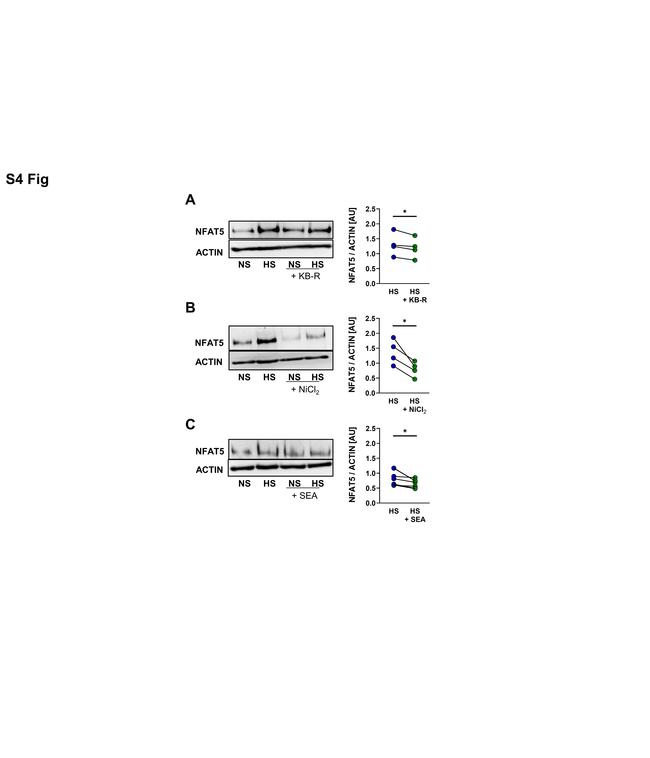 NFAT5 Antibody in Western Blot (WB)