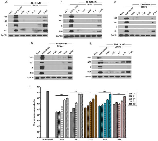 Dengue Virus Type 2 NS1 Antibody in Western Blot (WB)