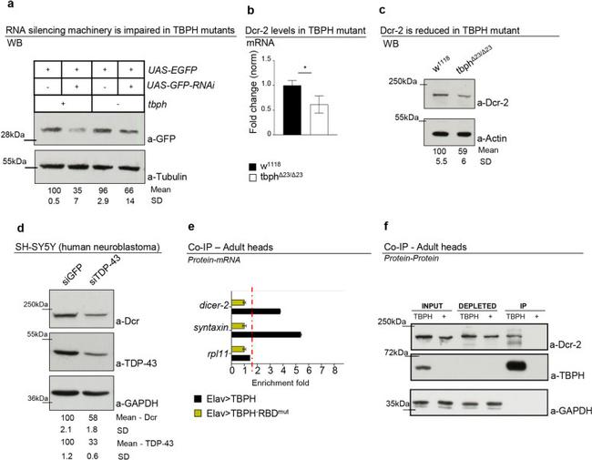 Dicer Antibody in Western Blot (WB)