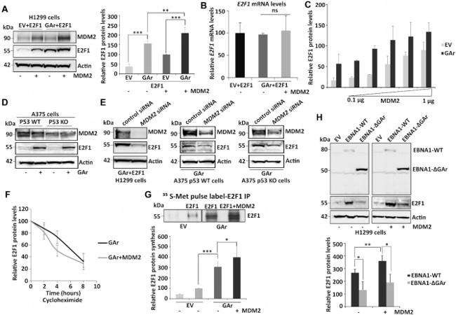 E2F1 Antibody in Western Blot, Immunoprecipitation (WB, IP)