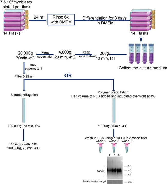 CD63 Antibody in Western Blot (WB)