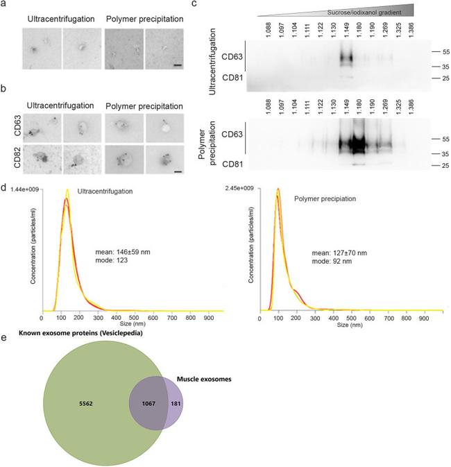 CD63 Antibody in Western Blot (WB)