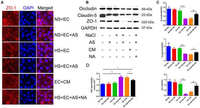 Occludin Antibody in Western Blot (WB)