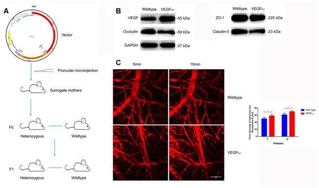 Occludin Antibody in Western Blot (WB)