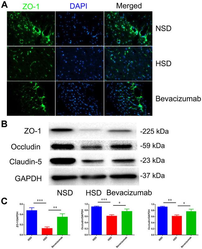 Occludin Antibody in Western Blot (WB)