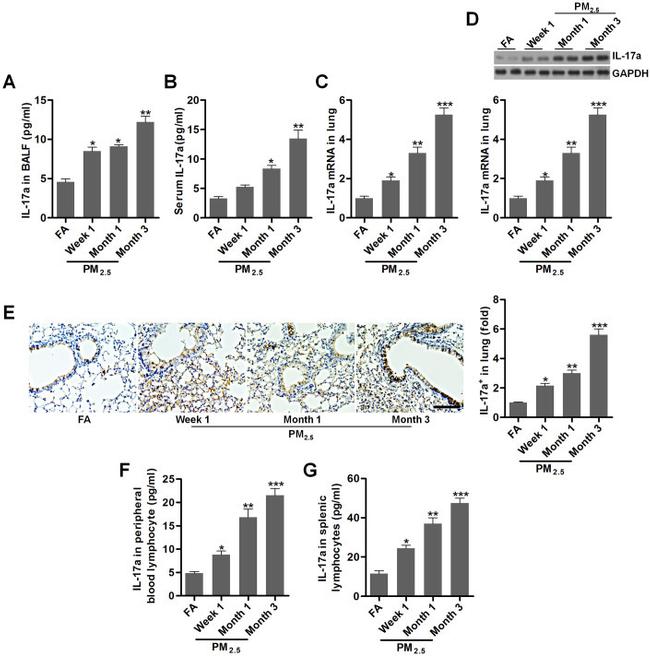 IL-17A Antibody in Immunohistochemistry (IHC)