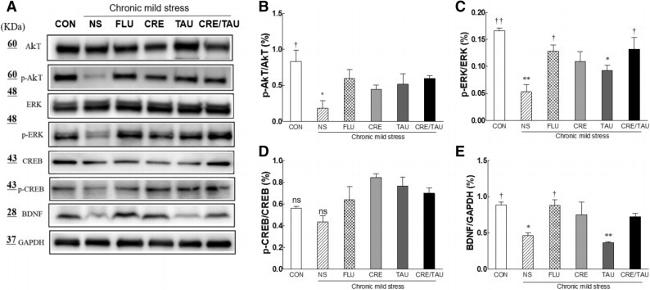 ERK1/ERK2 Antibody in Western Blot (WB)