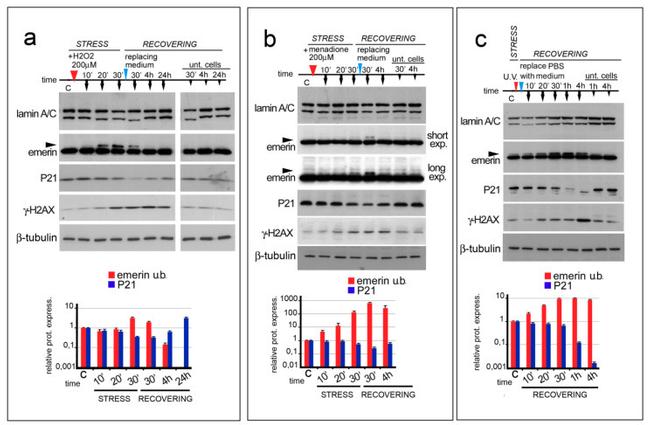 p21 Antibody in Western Blot (WB)