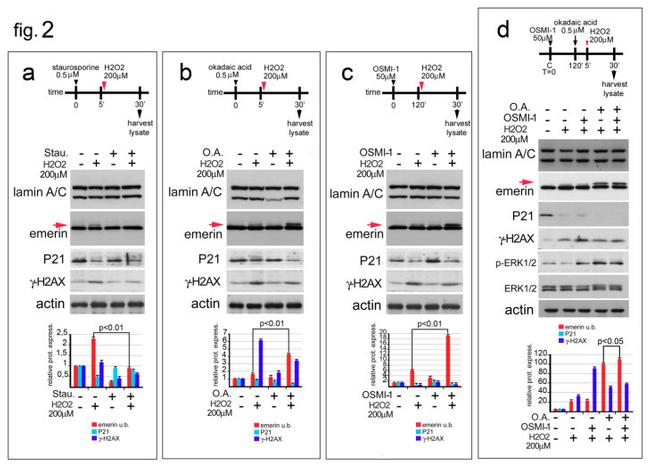 p21 Antibody in Western Blot (WB)