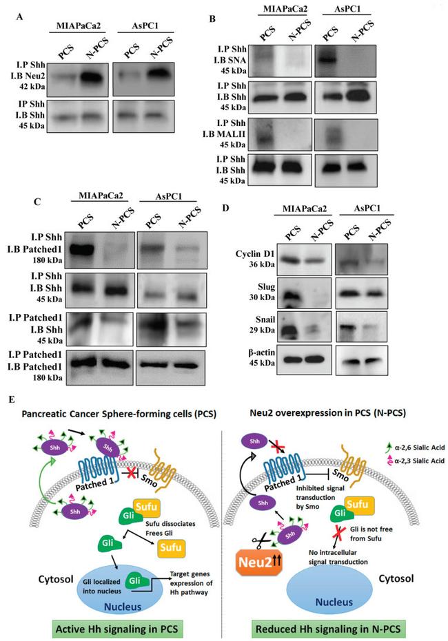 NEU2 Antibody in Western Blot, Immunoprecipitation (WB, IP)