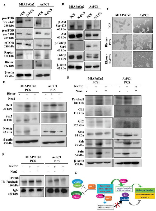 NEU2 Antibody in Western Blot (WB)