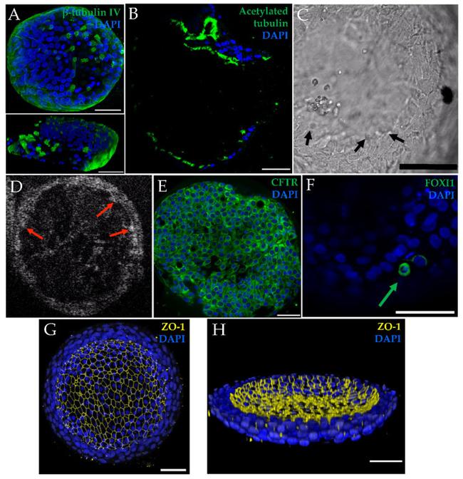 ZO-1 Antibody in Immunocytochemistry (ICC/IF)