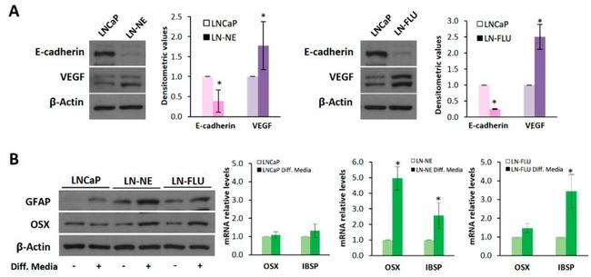 GFAP Antibody in Western Blot (WB)