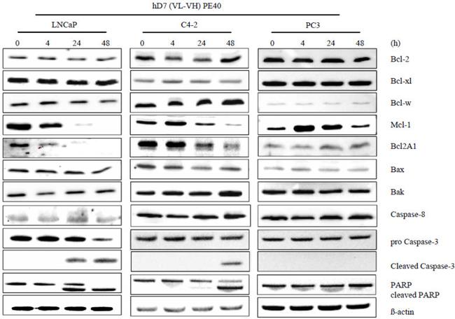 Bcl-W Antibody in Western Blot (WB)