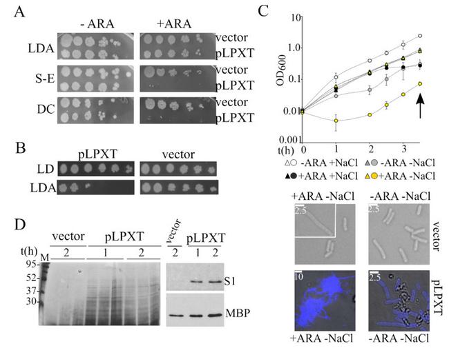 Maltose Binding Protein Antibody in Western Blot (WB)