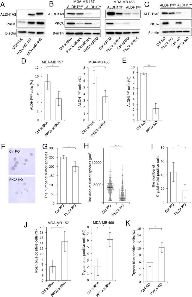 ALDH1A3 Antibody in Western Blot (WB)