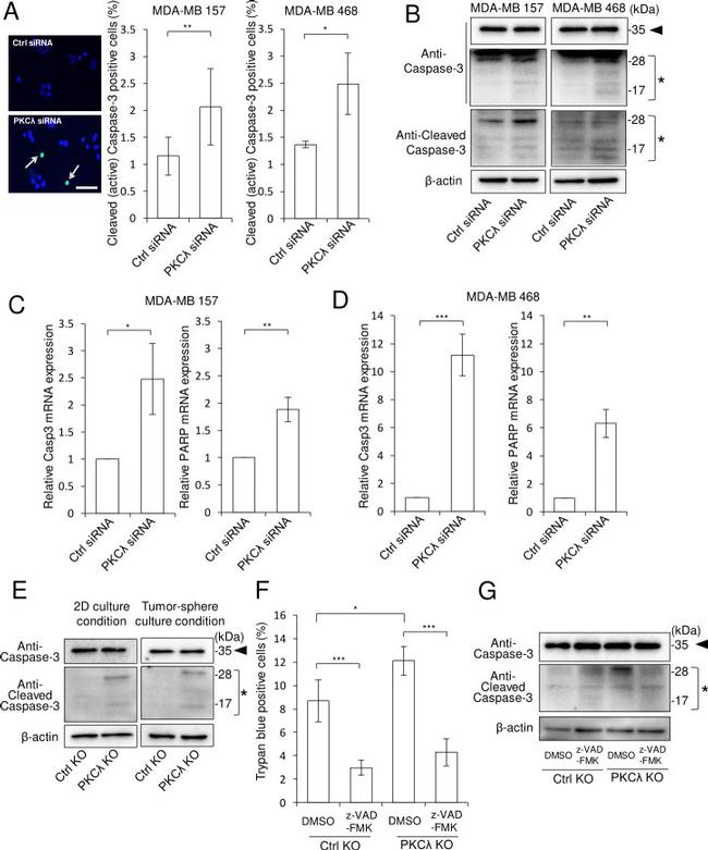 ALDH1A3 Antibody in Western Blot (WB)