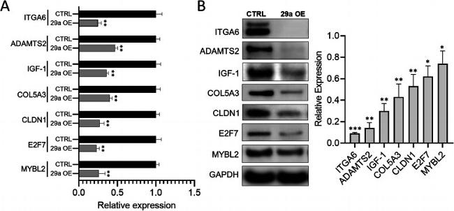 B-Myb Antibody in Western Blot (WB)